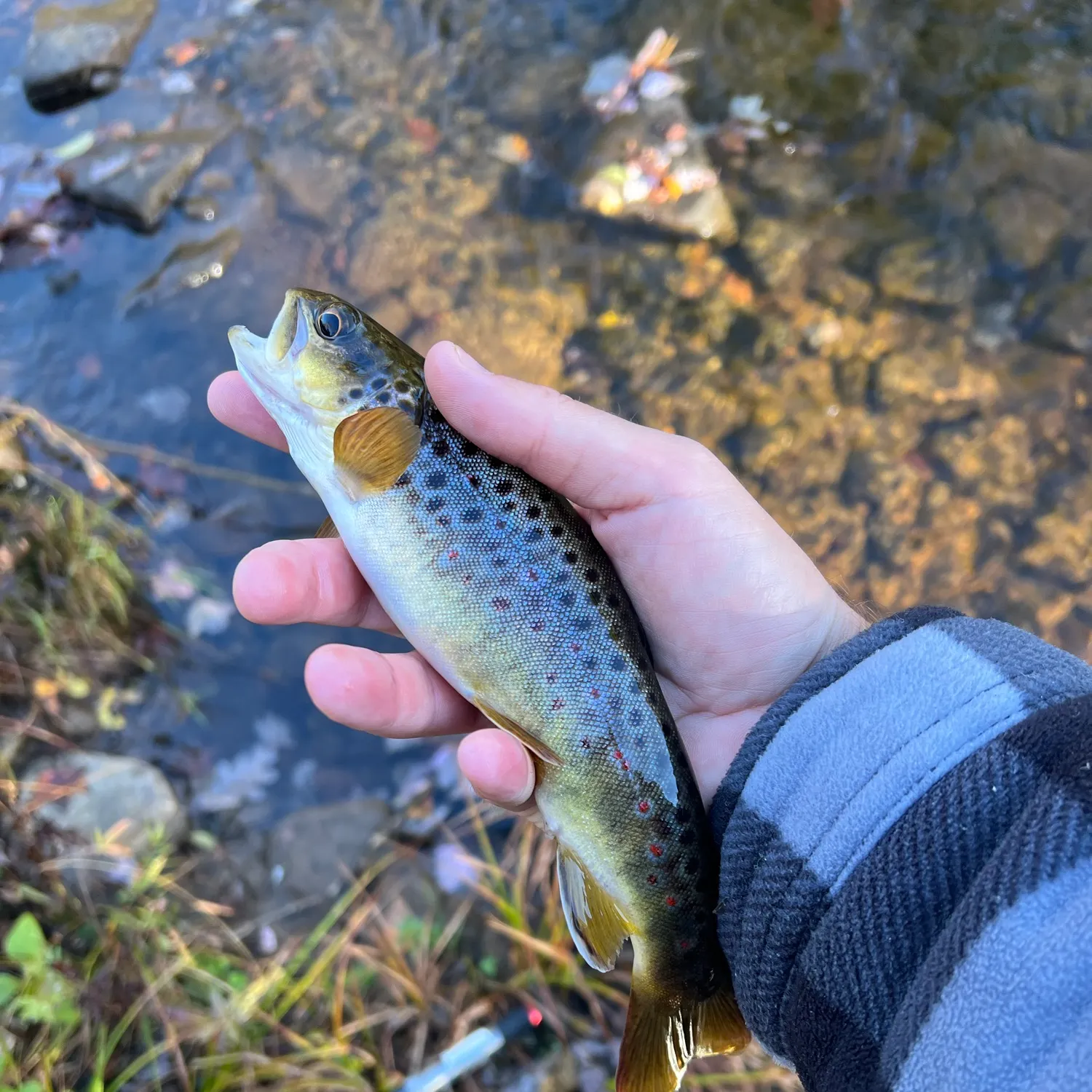 Fish caught on Fishbrain