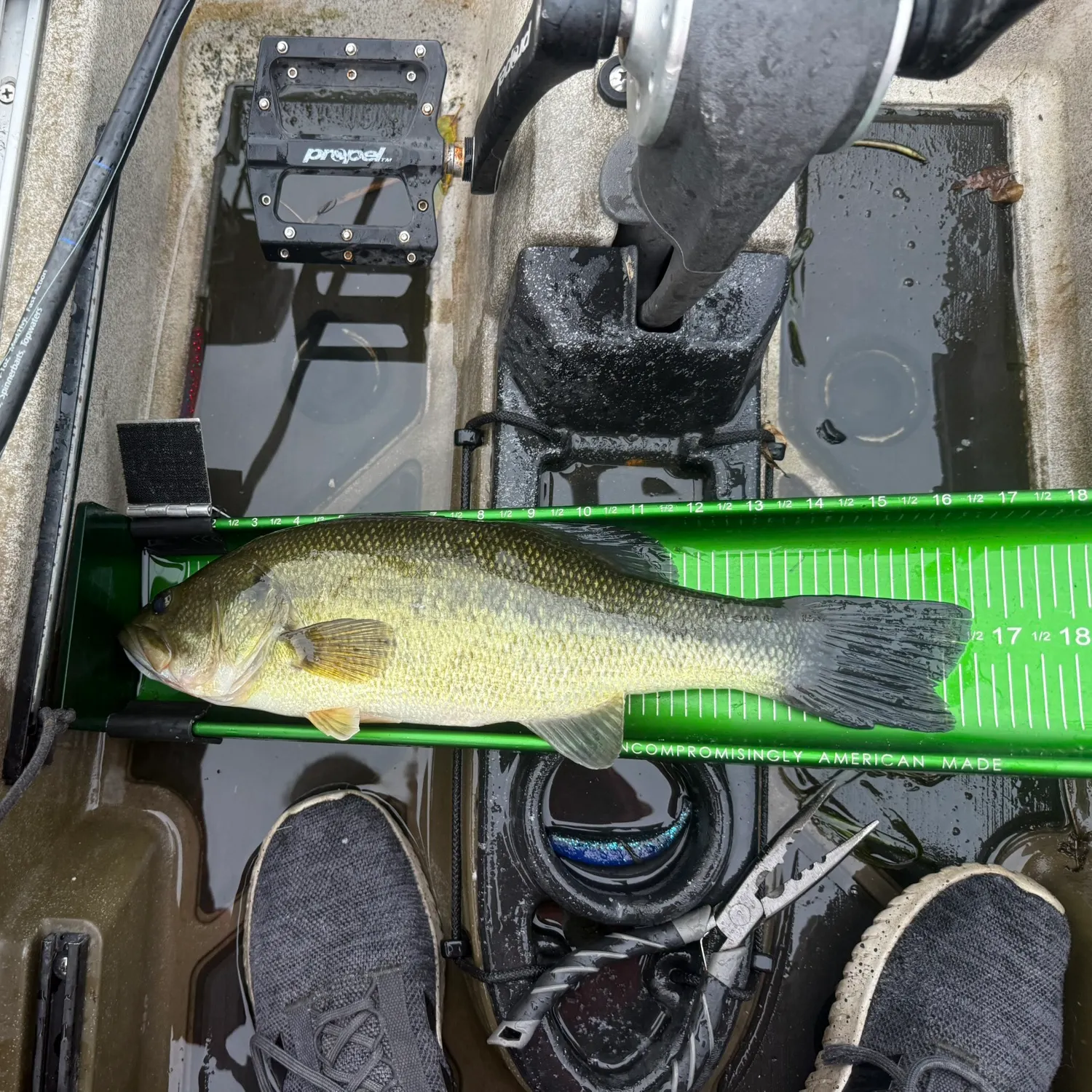 Largemouth bass caught on Fishbrain