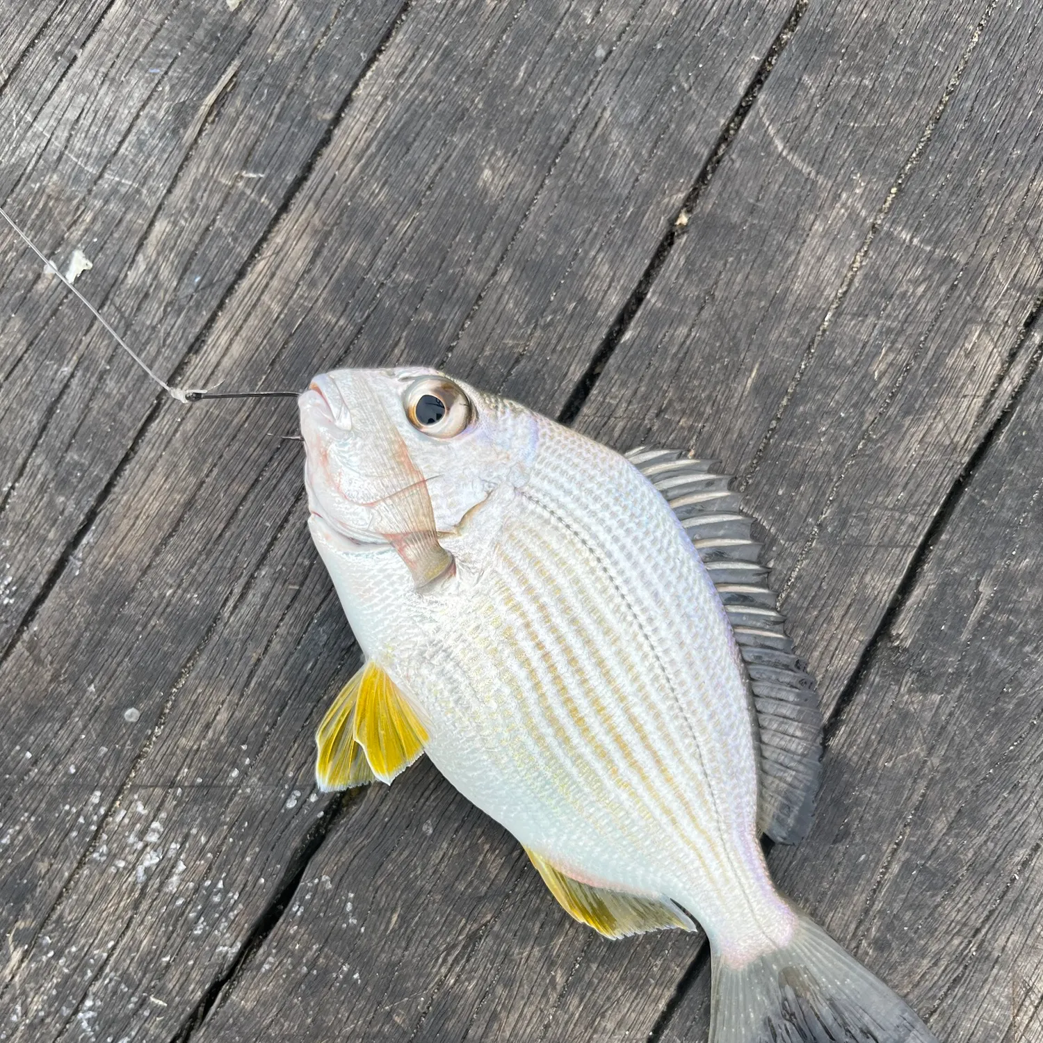 Goldlined seabream caught on Fishbrain
