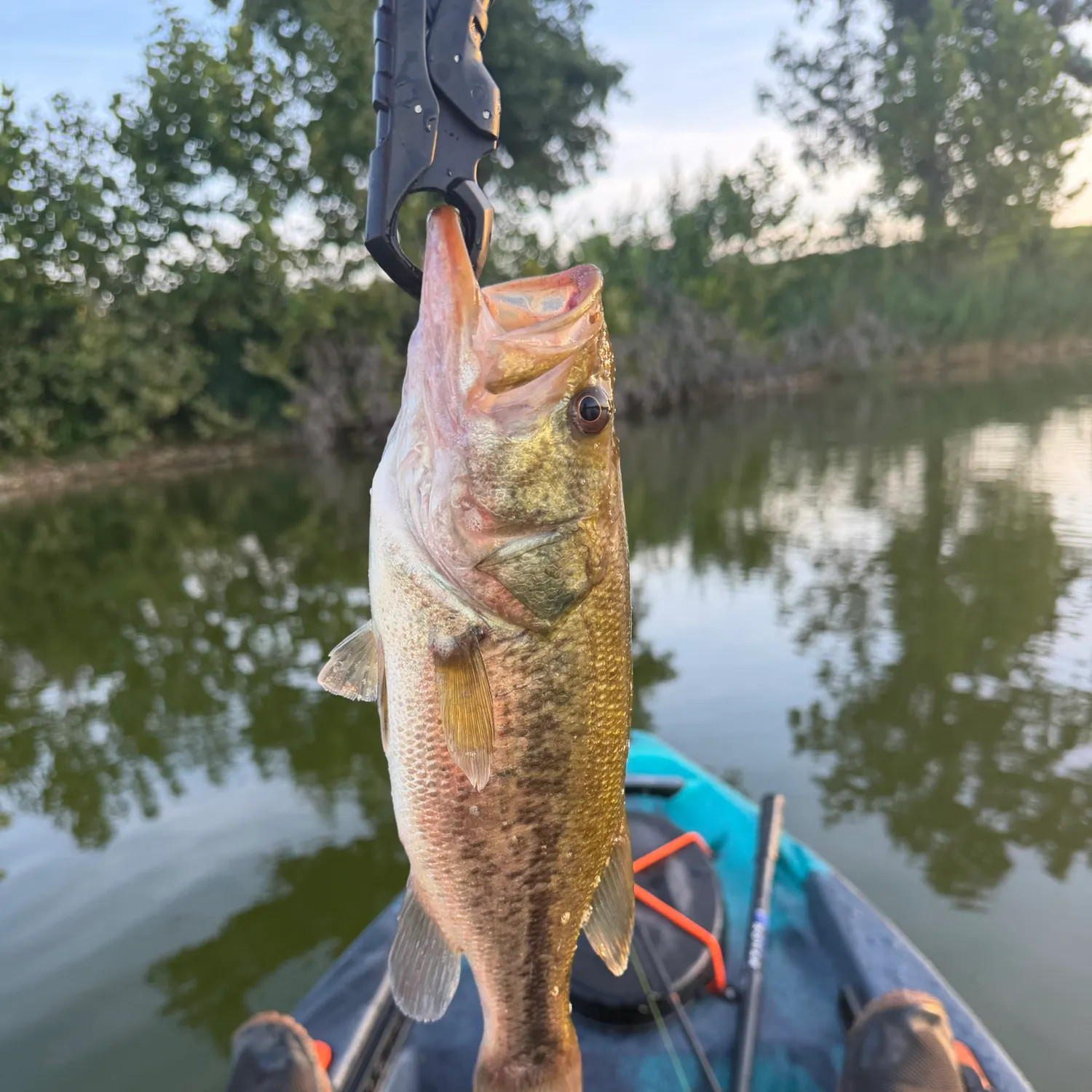 Largemouth bass caught on Fishbrain