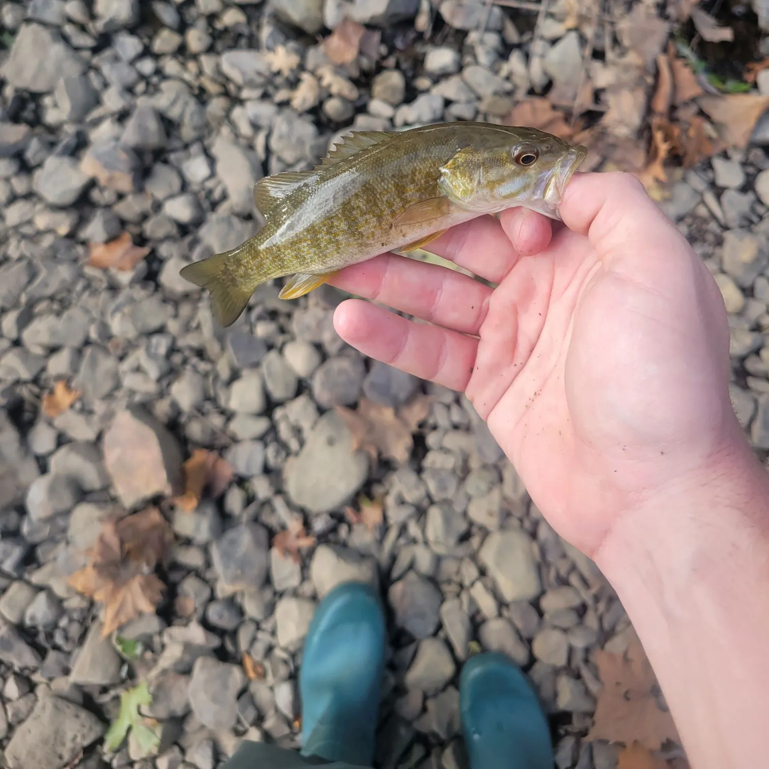 Smallmouth bass caught on Fishbrain