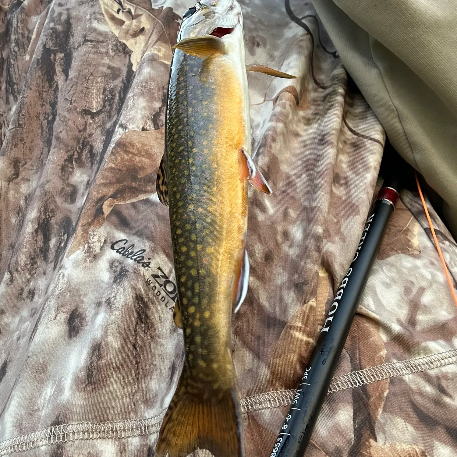 Brook trout caught on Fishbrain