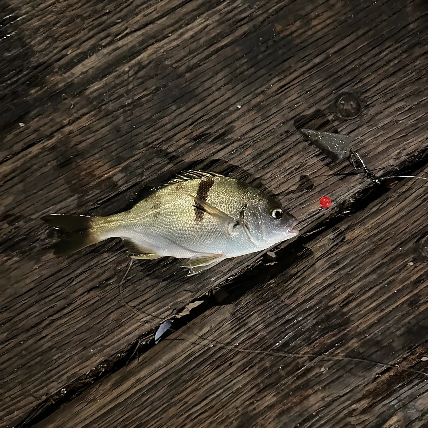 The most recent Sargo catches on Fishbrain