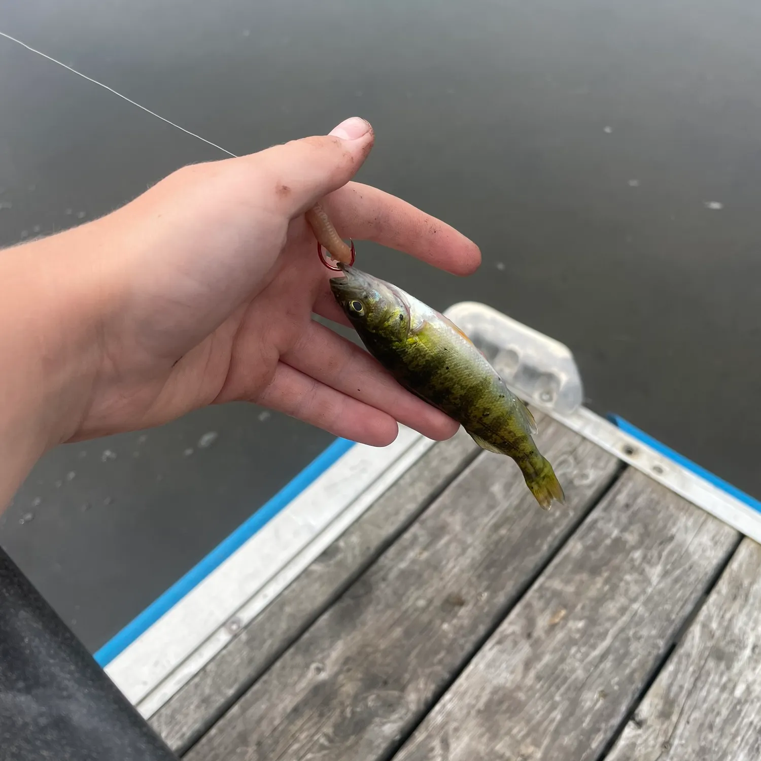 The most recent Grass pickerel catches on Fishbrain