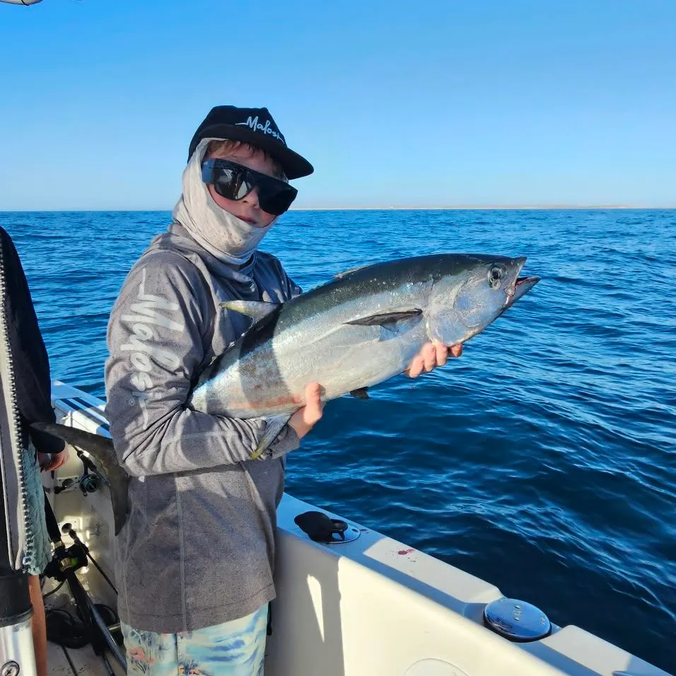 Longtail tuna caught on Fishbrain