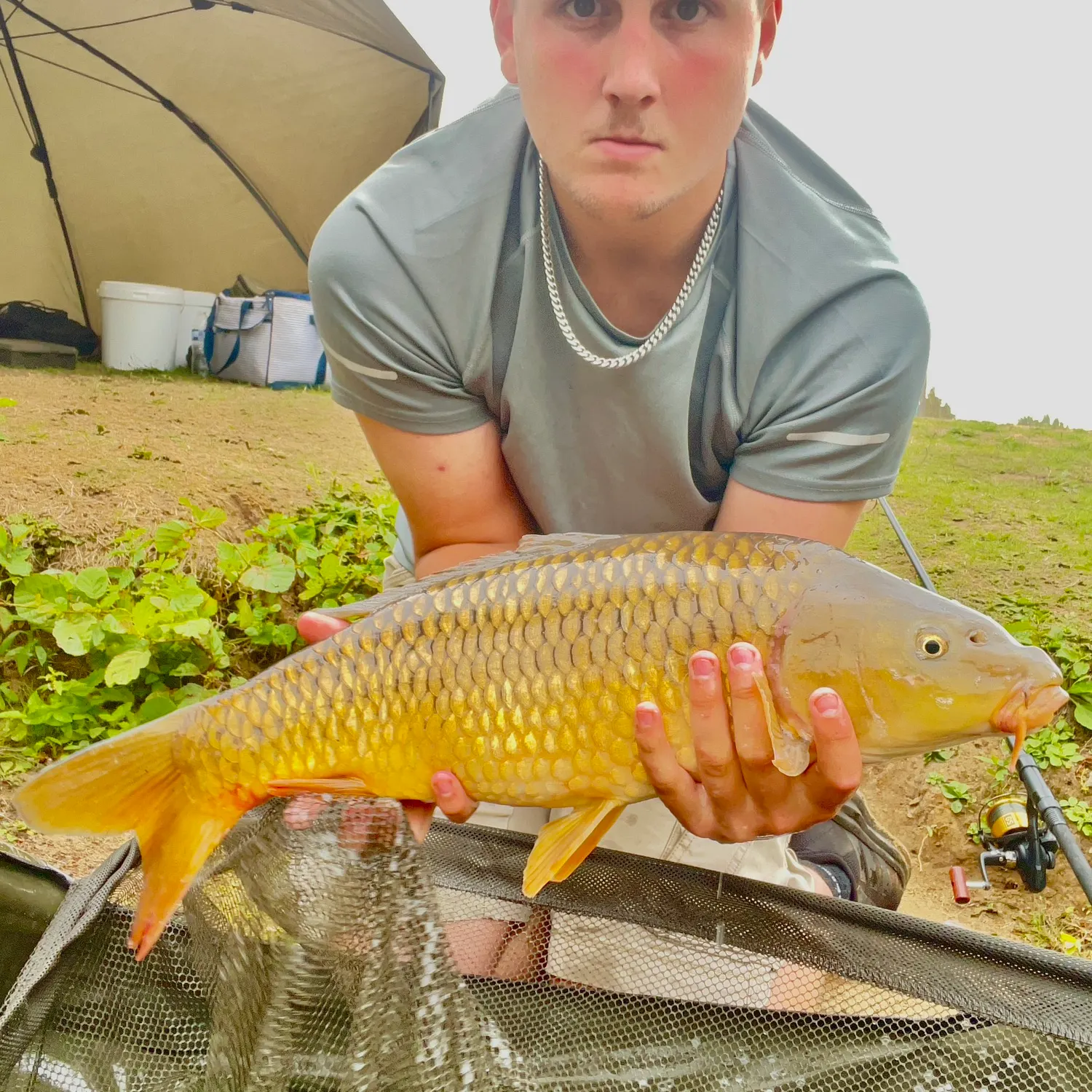 Common carp caught on Fishbrain