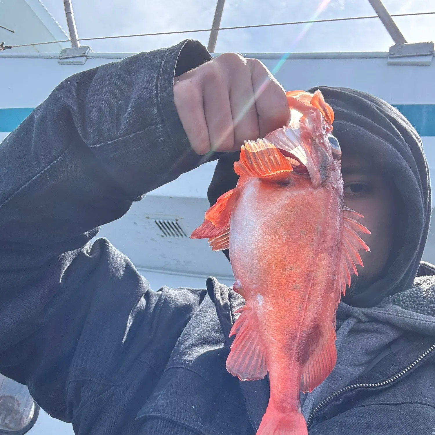 The most recent Acadian Redfish catches on Fishbrain