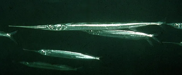 Keeled needlefish