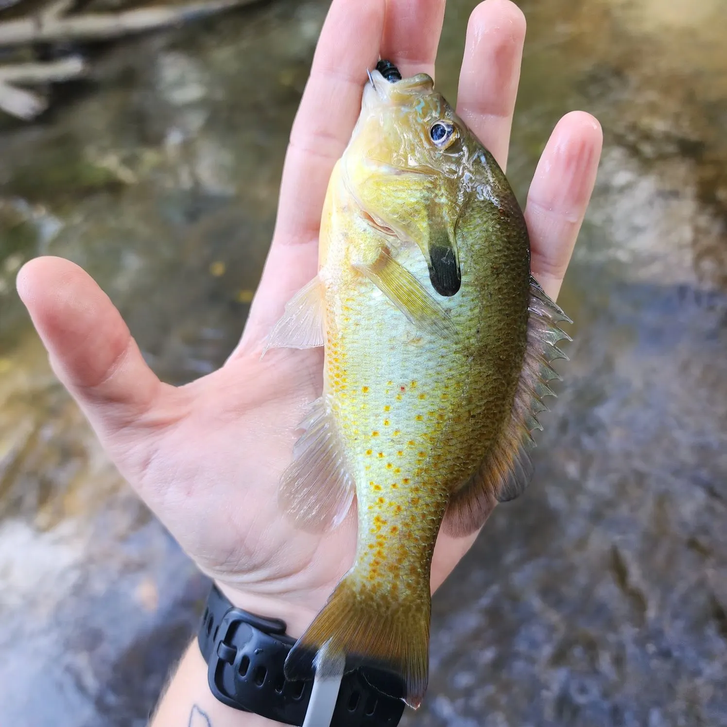 Redbreast sunfish caught on Fishbrain