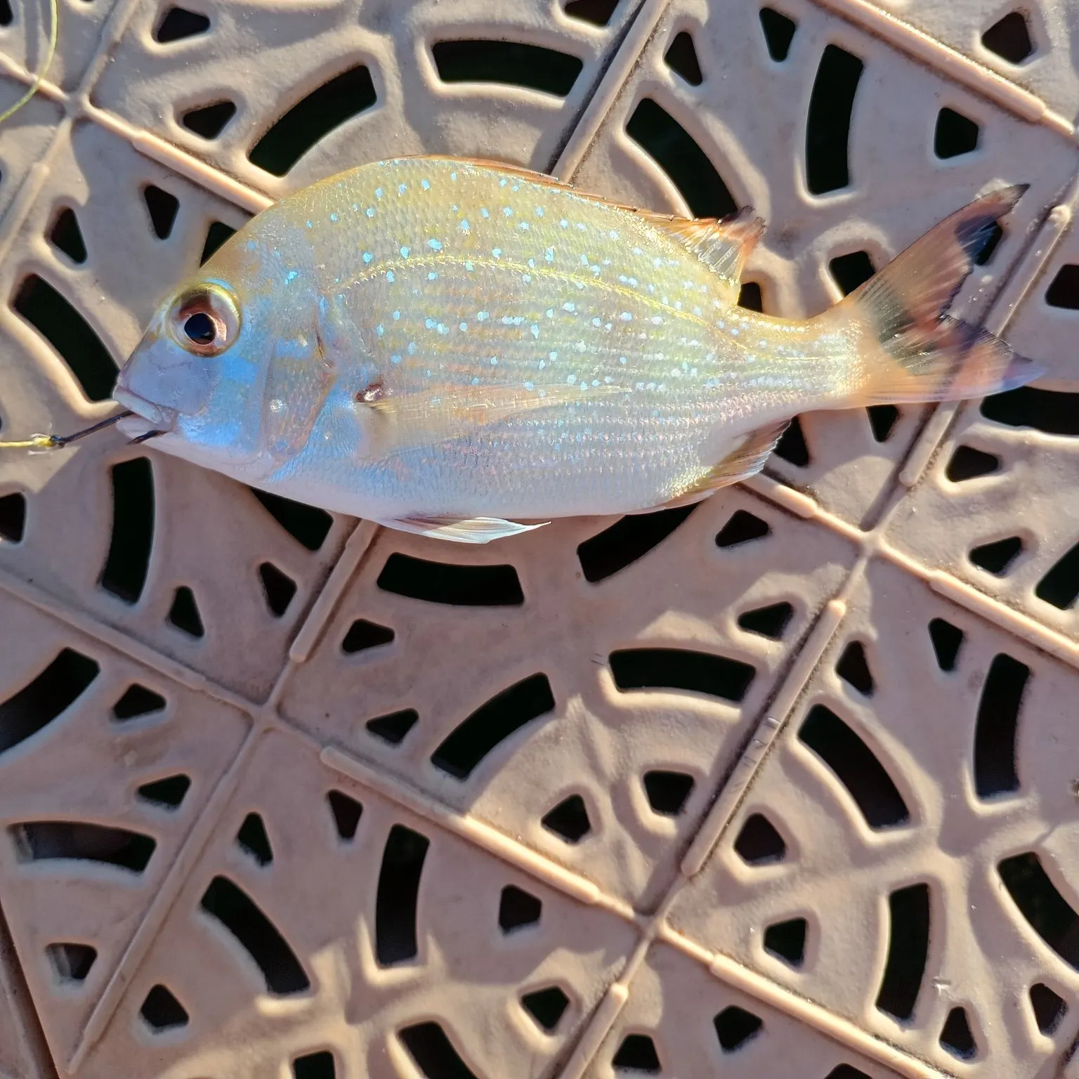 The most recent Australasian snapper catches on Fishbrain