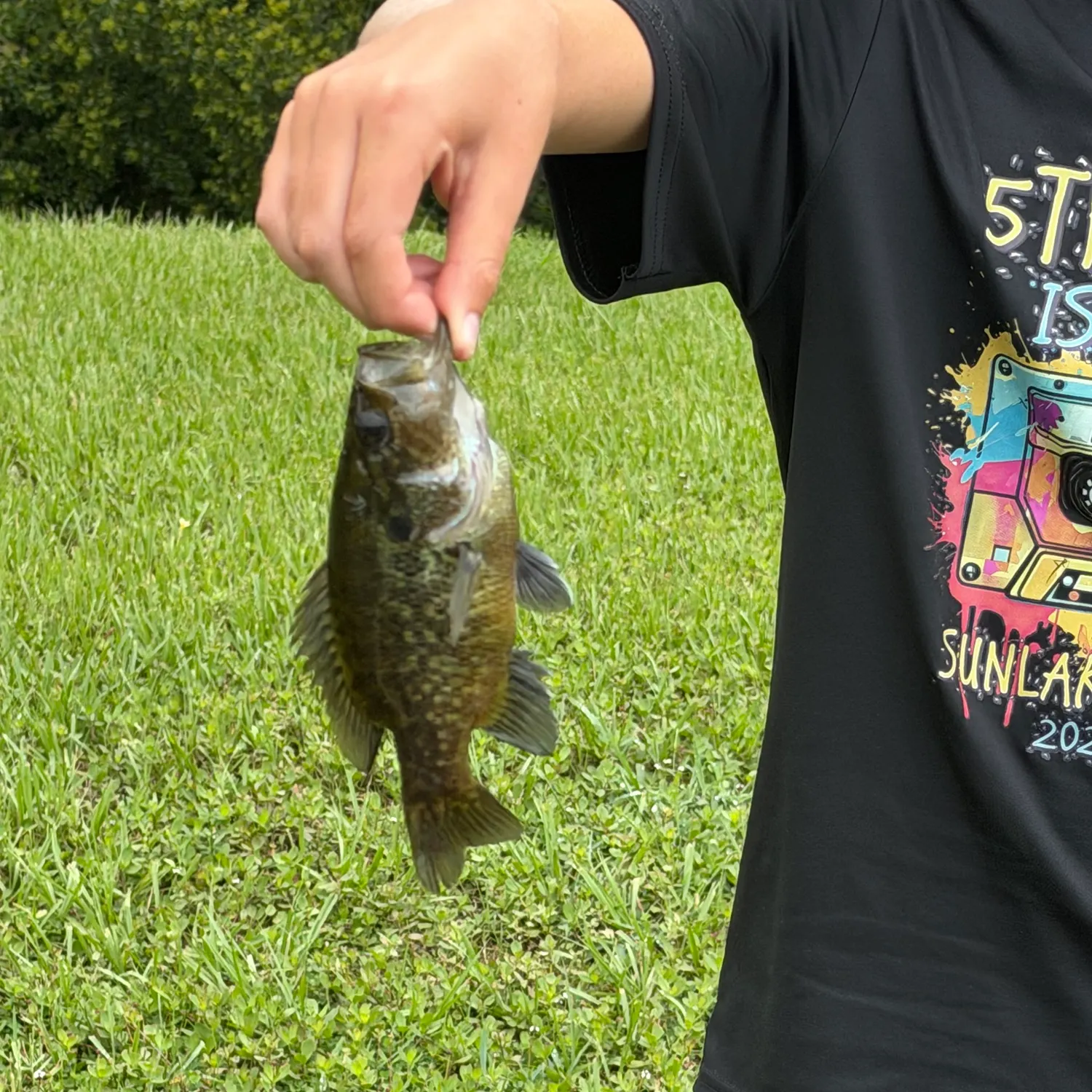 The most recent Warmouth catches on Fishbrain