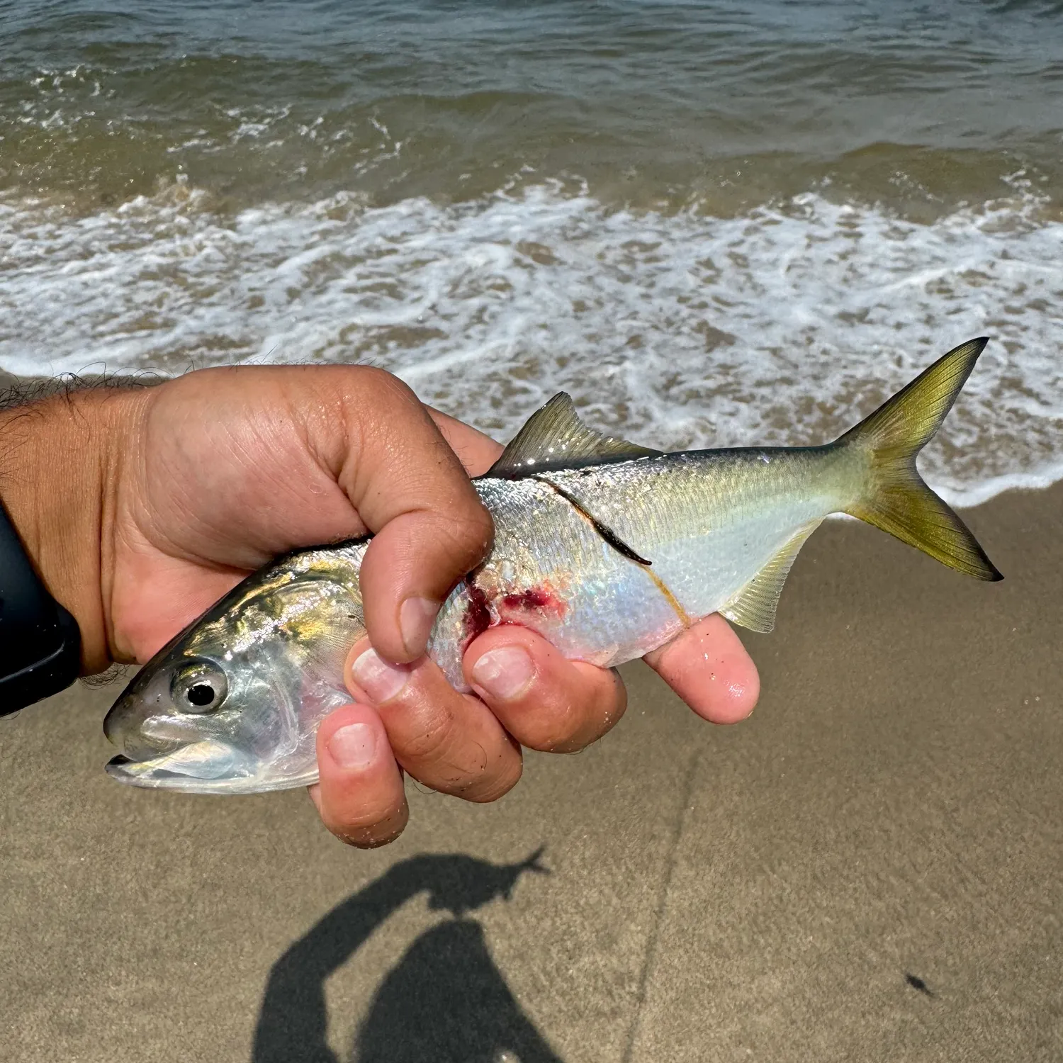 The most recent Gulf menhaden catches on Fishbrain