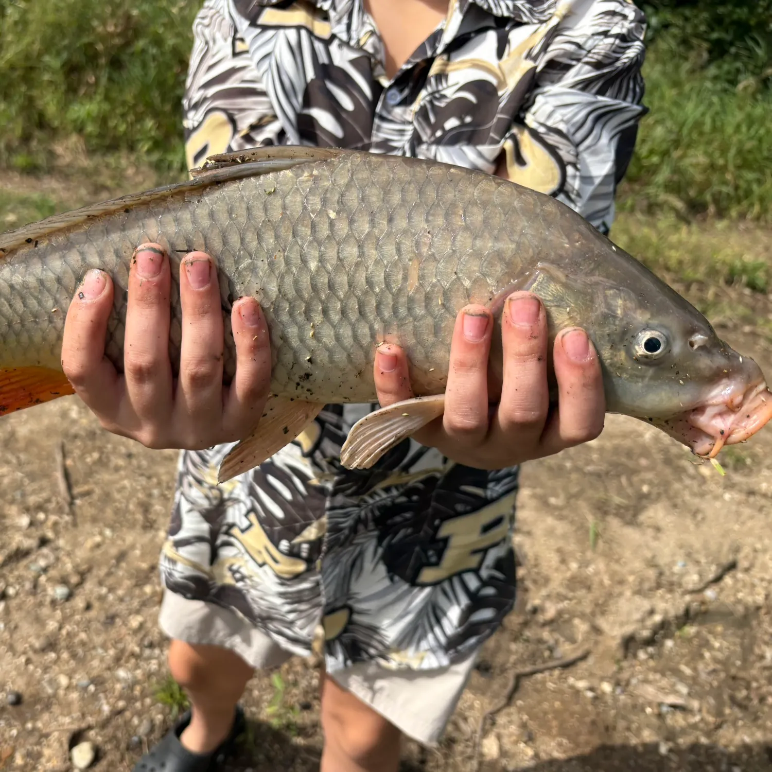 Common carp caught on Fishbrain