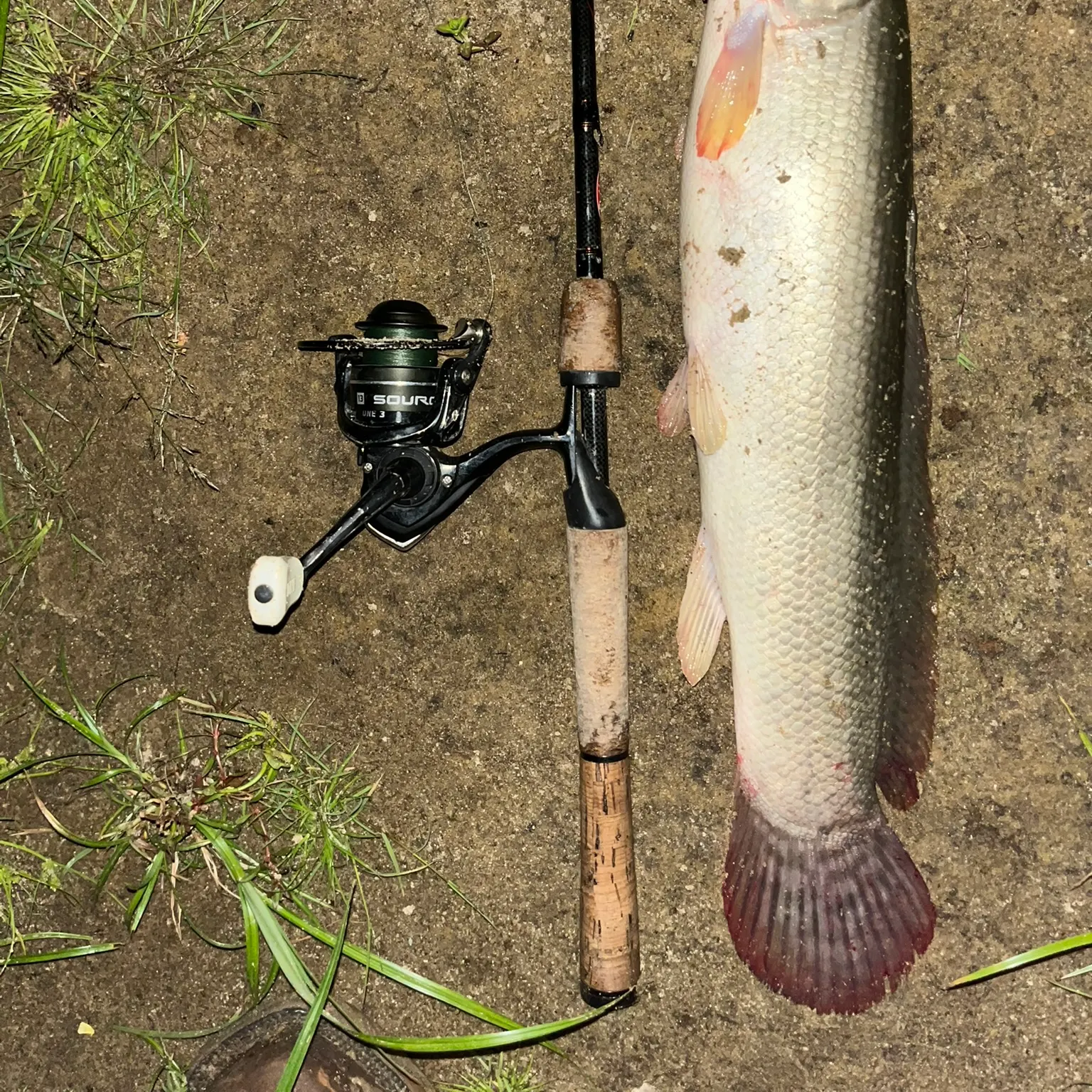 The most recent Eyetail bowfin catches on Fishbrain
