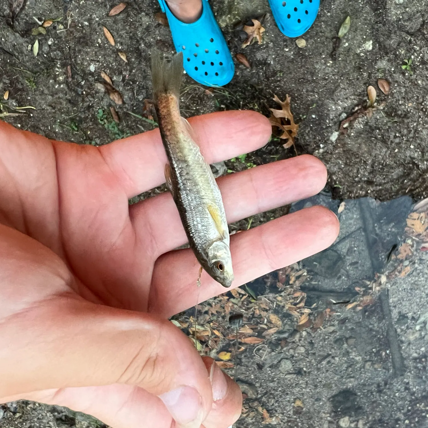 The most recent Gray redhorse catches on Fishbrain