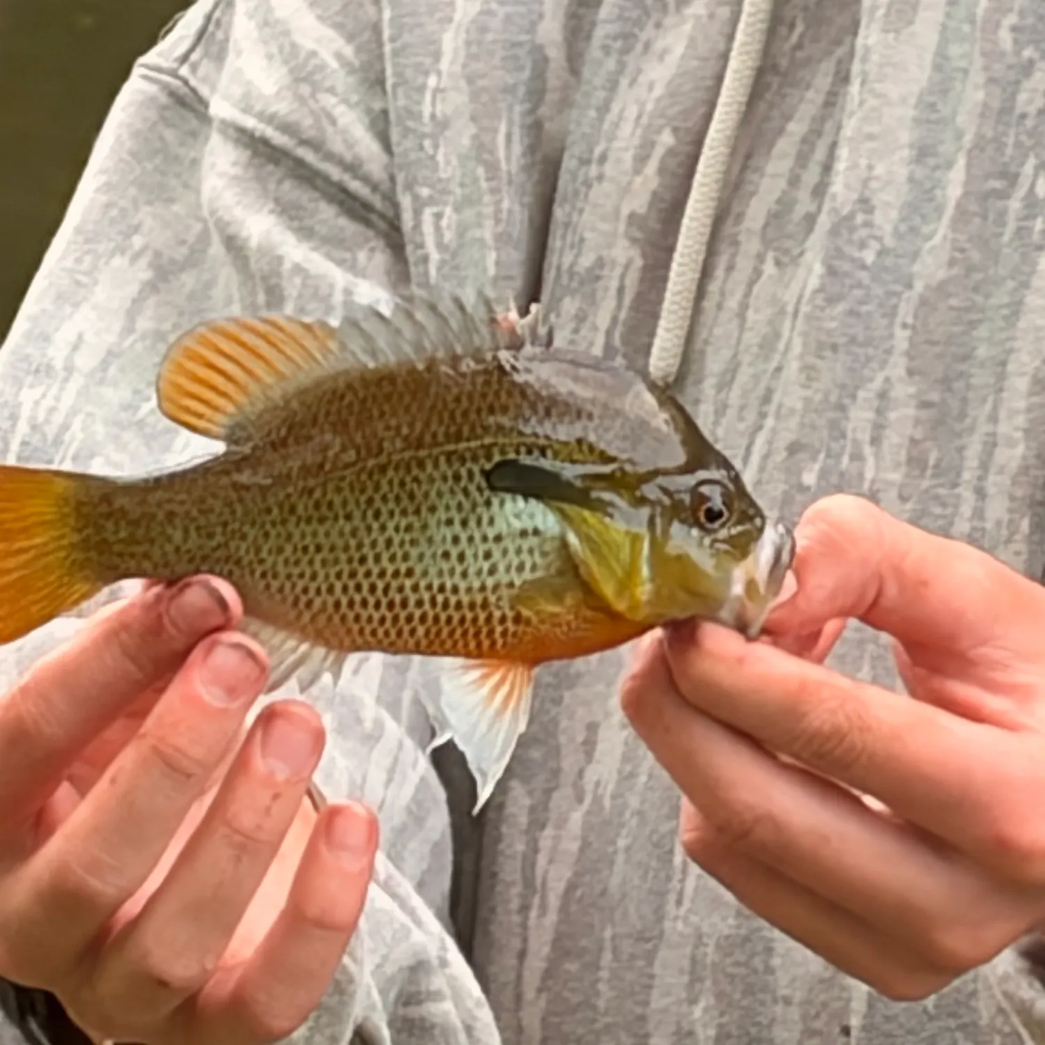 Redbreast sunfish caught on Fishbrain