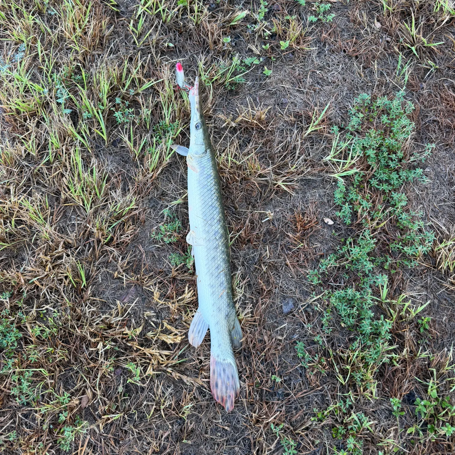 Shortnose gar caught on Fishbrain
