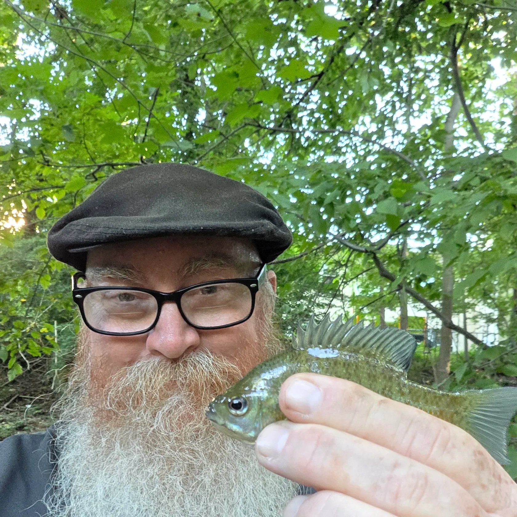 Bluegill caught on Fishbrain