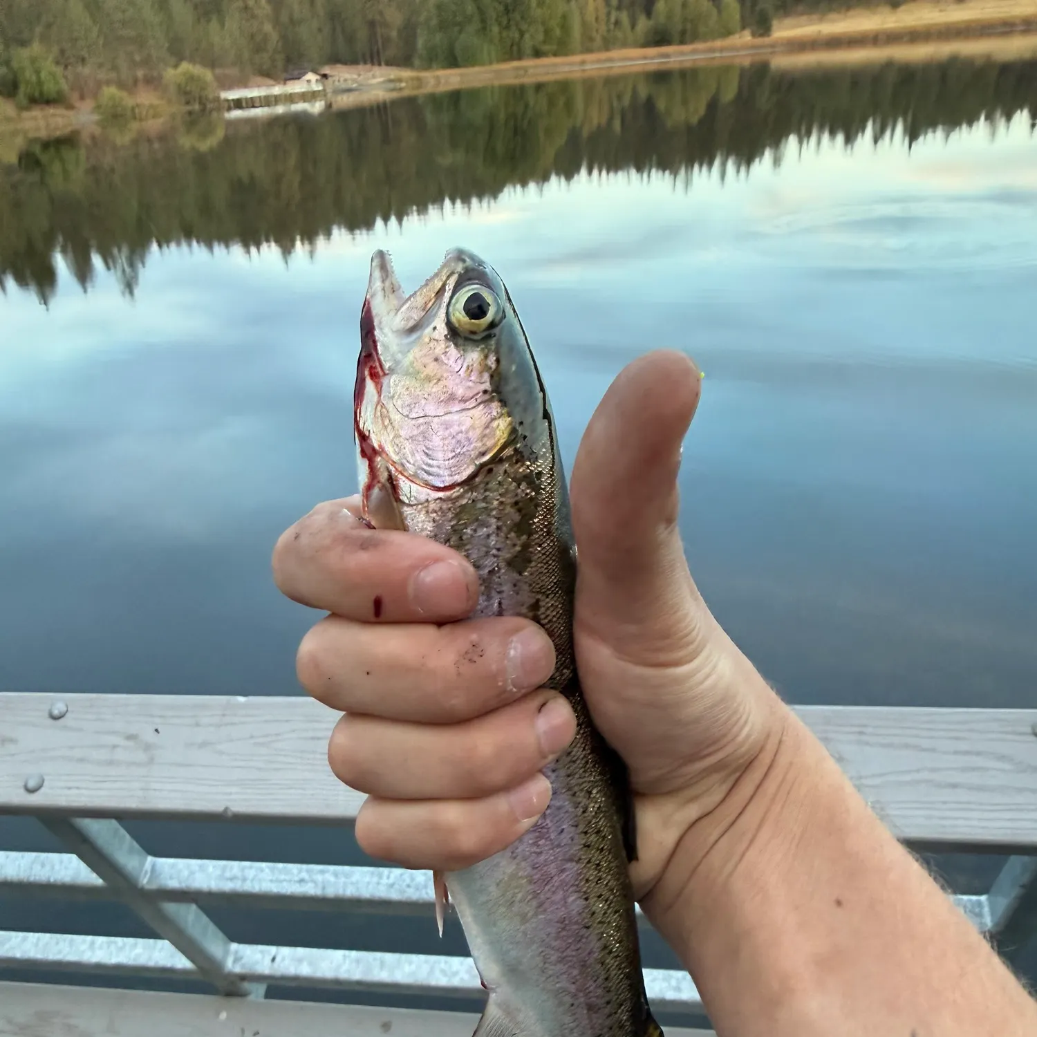 Cutbow caught on Fishbrain