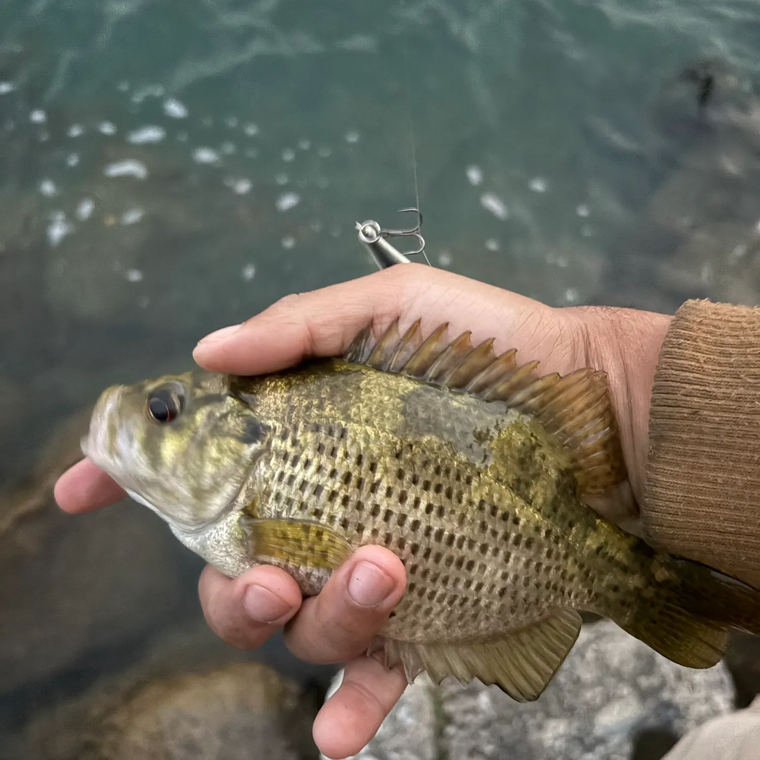 Rock bass caught on Fishbrain
