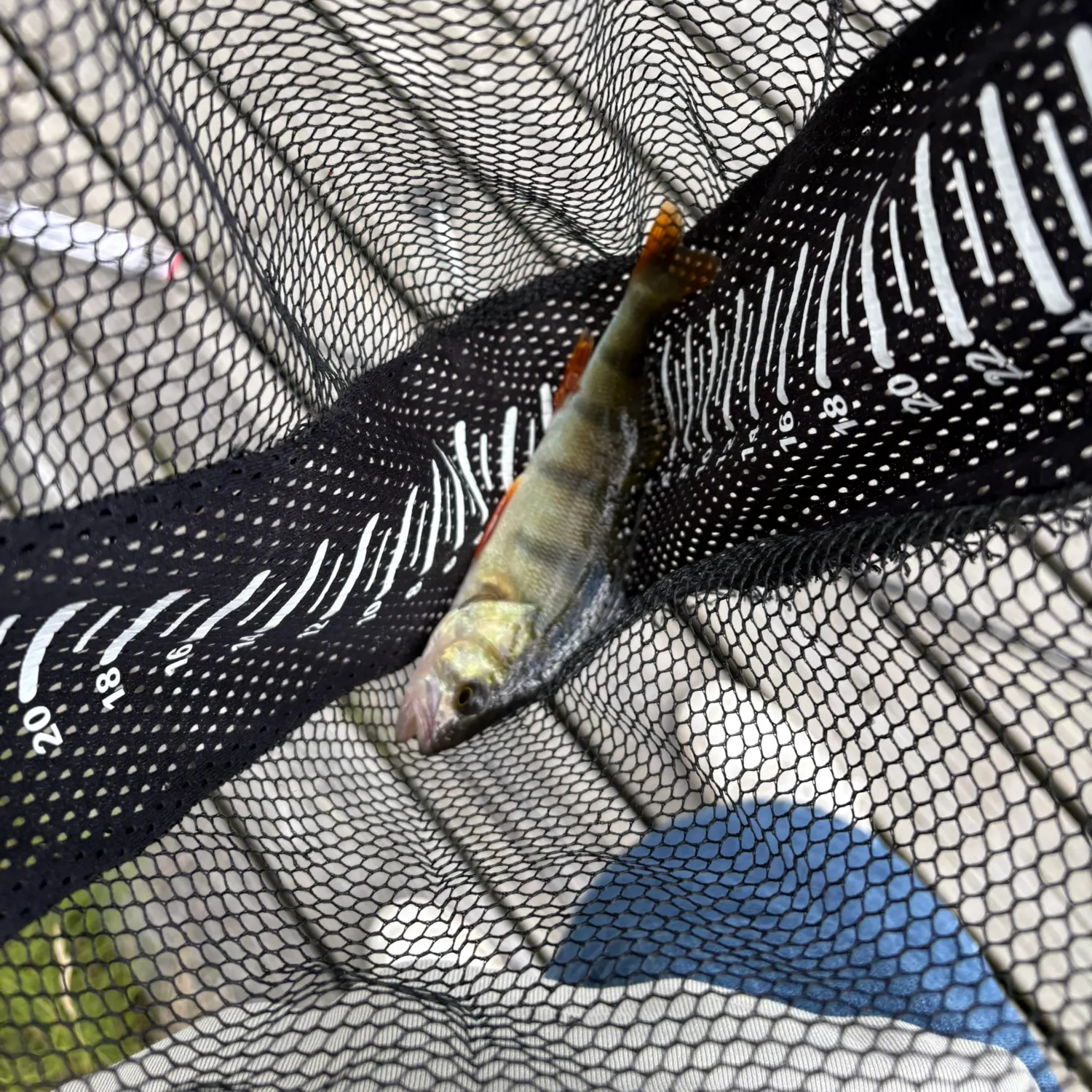 European perch caught on Fishbrain