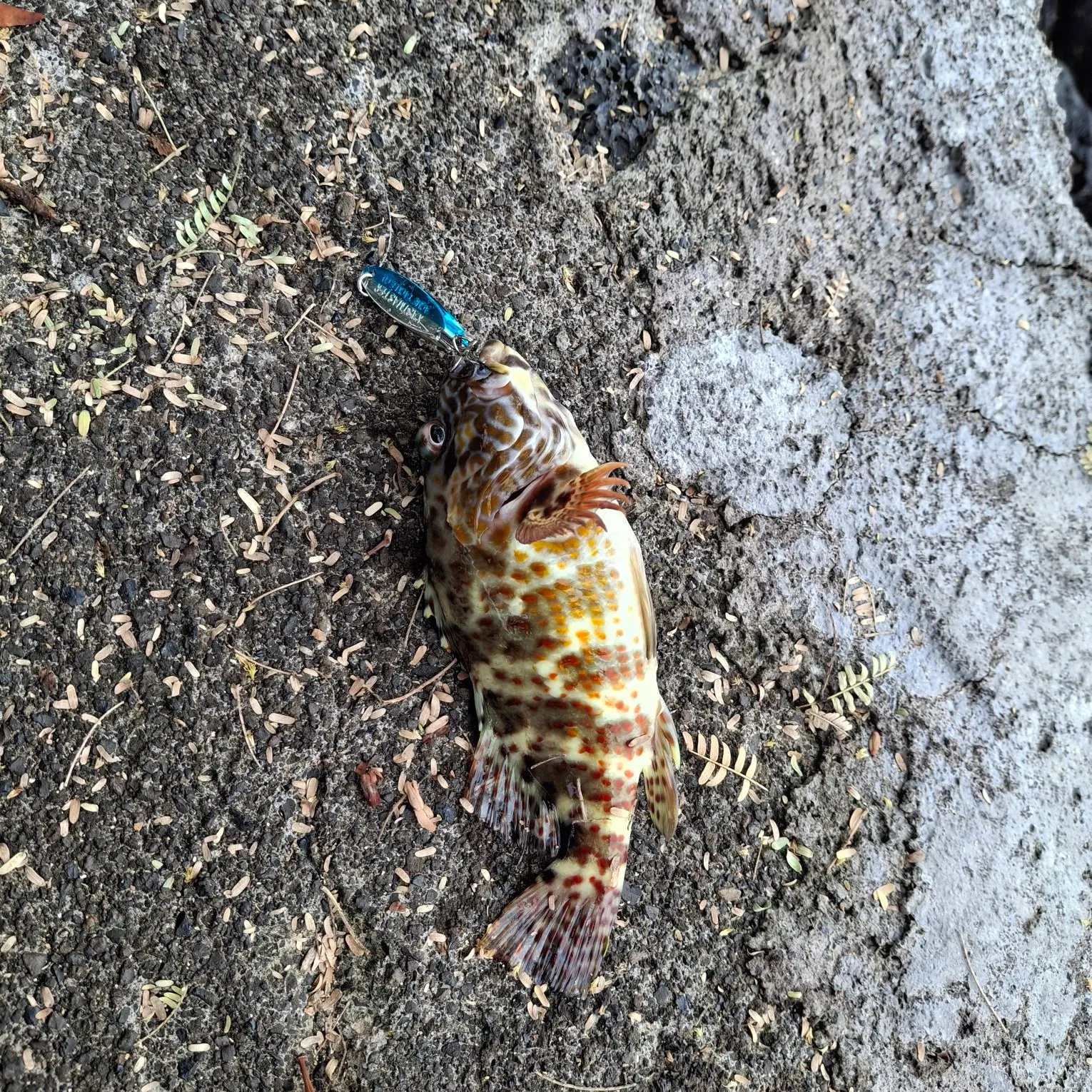 The most recent Stocky hawkfish catches on Fishbrain