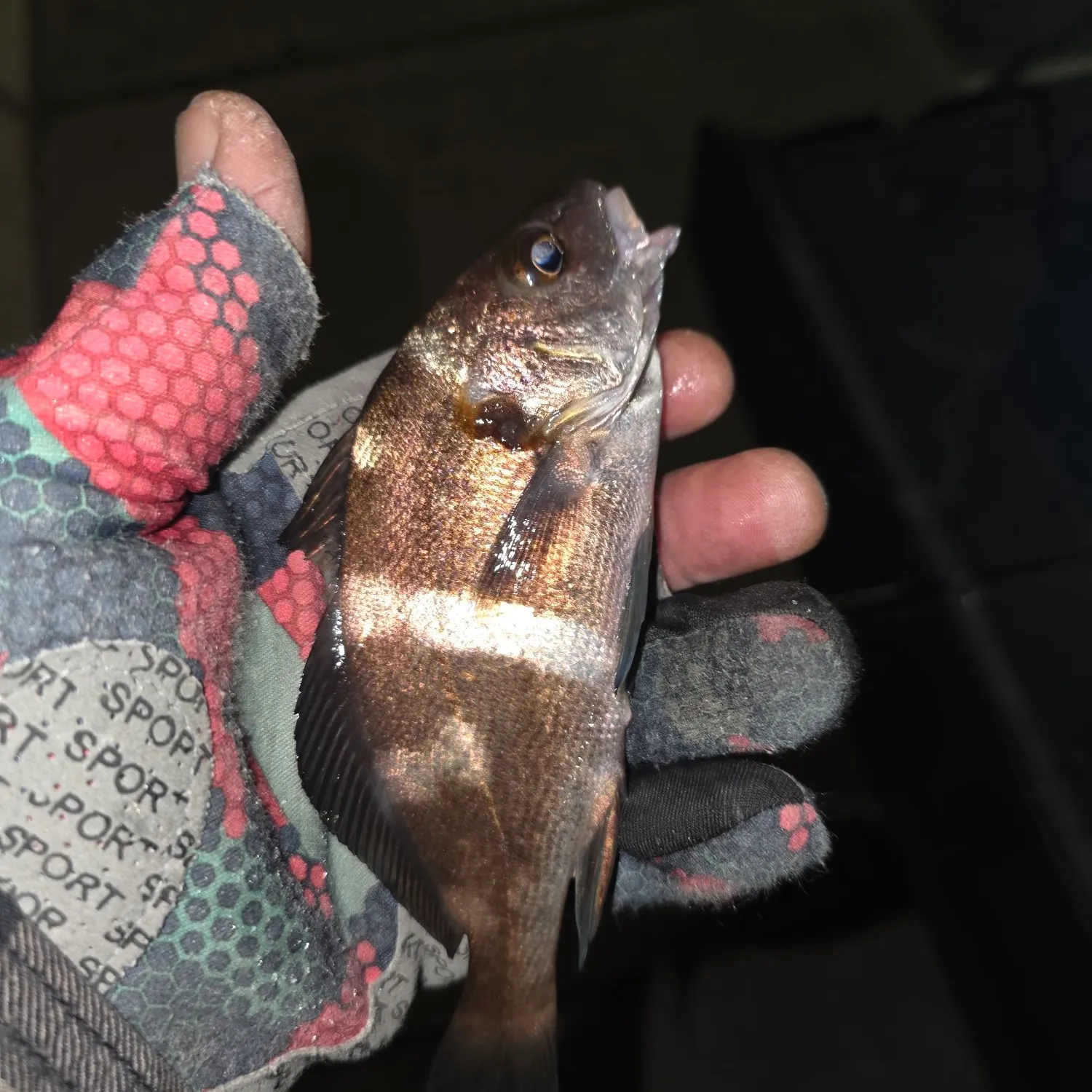 The most recent Sargo catches on Fishbrain