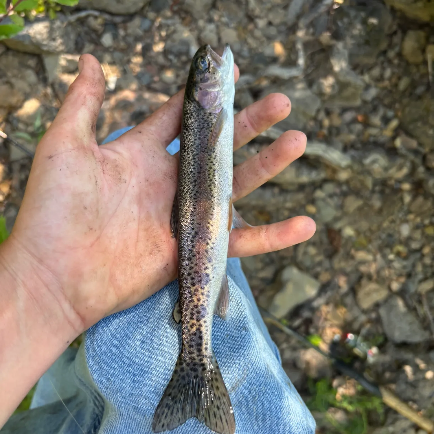 The most recent McCloud river redband trout catches on Fishbrain