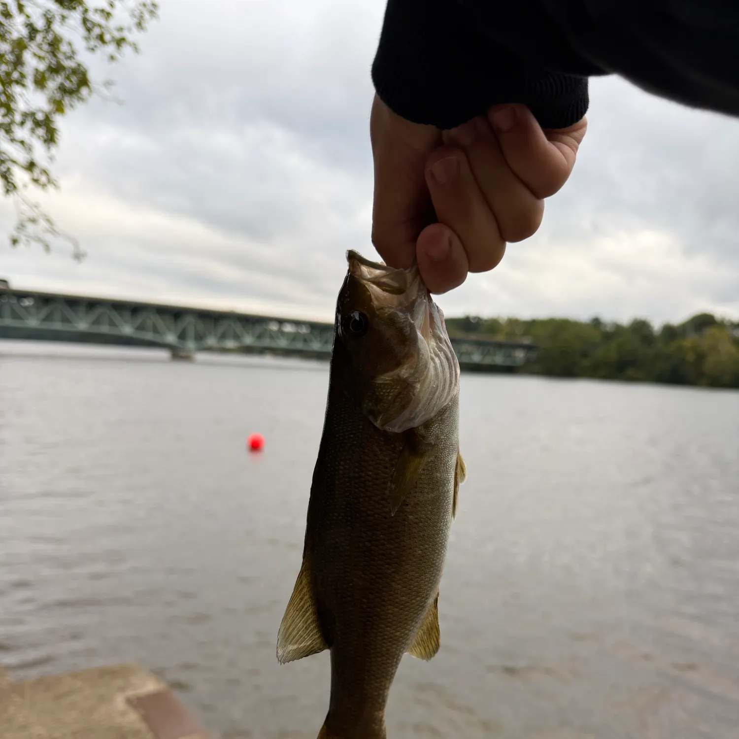 Smallmouth bass caught on Fishbrain
