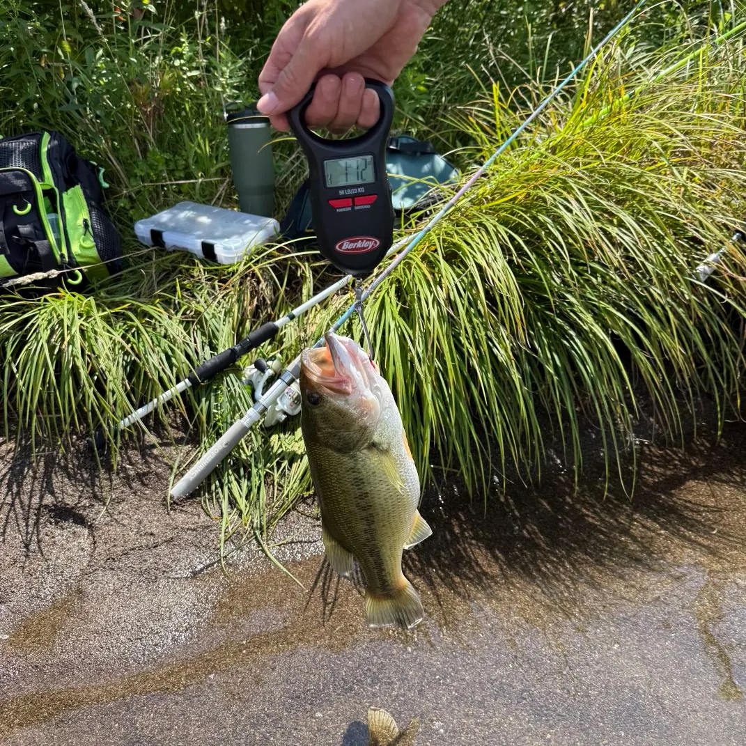 Largemouth bass caught on Fishbrain