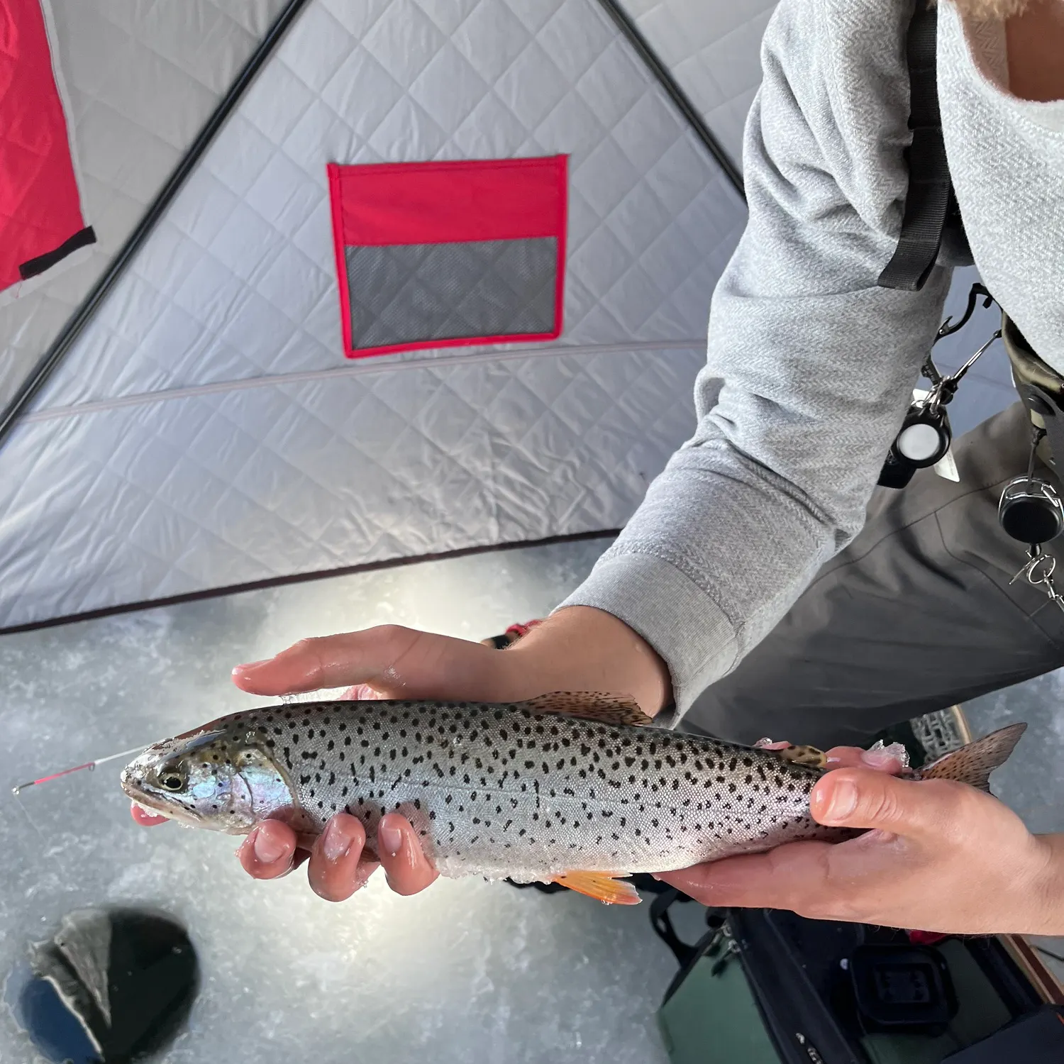 The most recent Bonneville cutthroat trout catches on Fishbrain