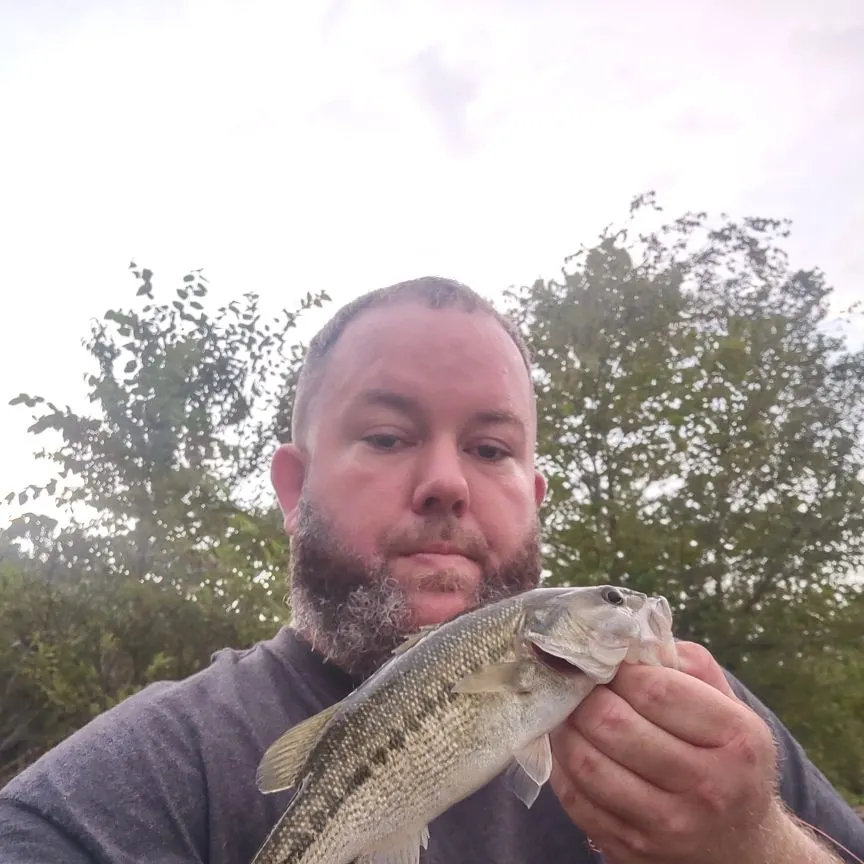 Spotted bass caught on Fishbrain