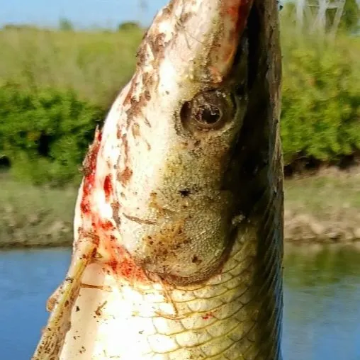 The most recent Spotted gar catches on Fishbrain