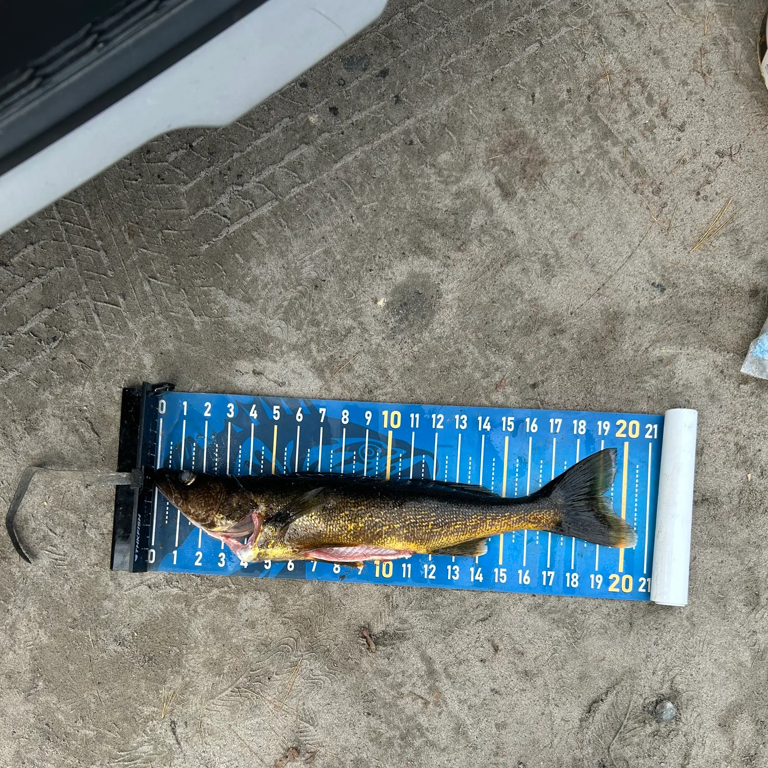 Walleye caught on Fishbrain