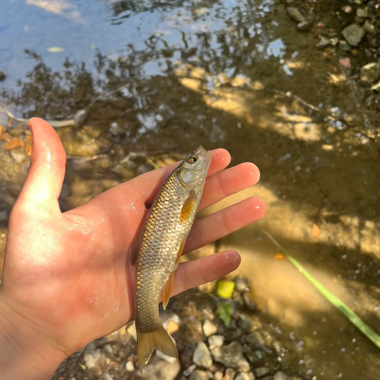 European chub caught on Fishbrain
