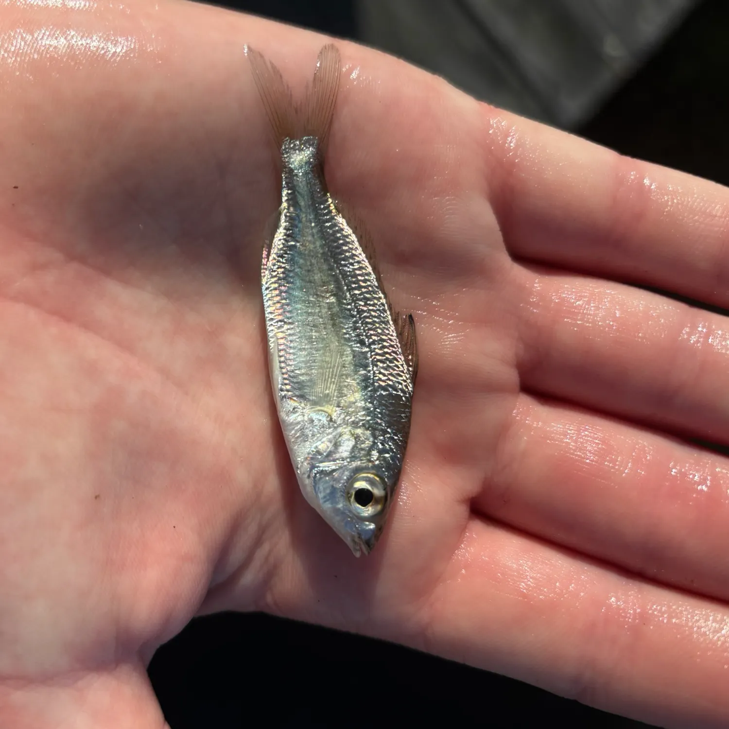 The most recent Atlantic spotfin mojarra catches on Fishbrain