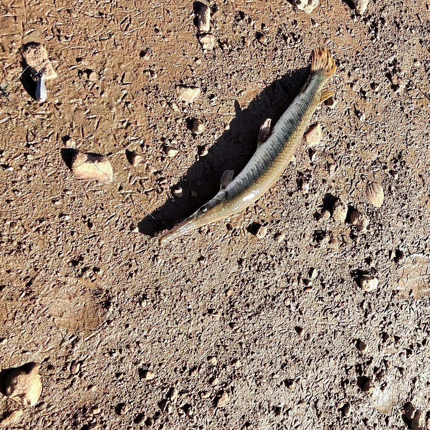 Shortnose gar caught on Fishbrain