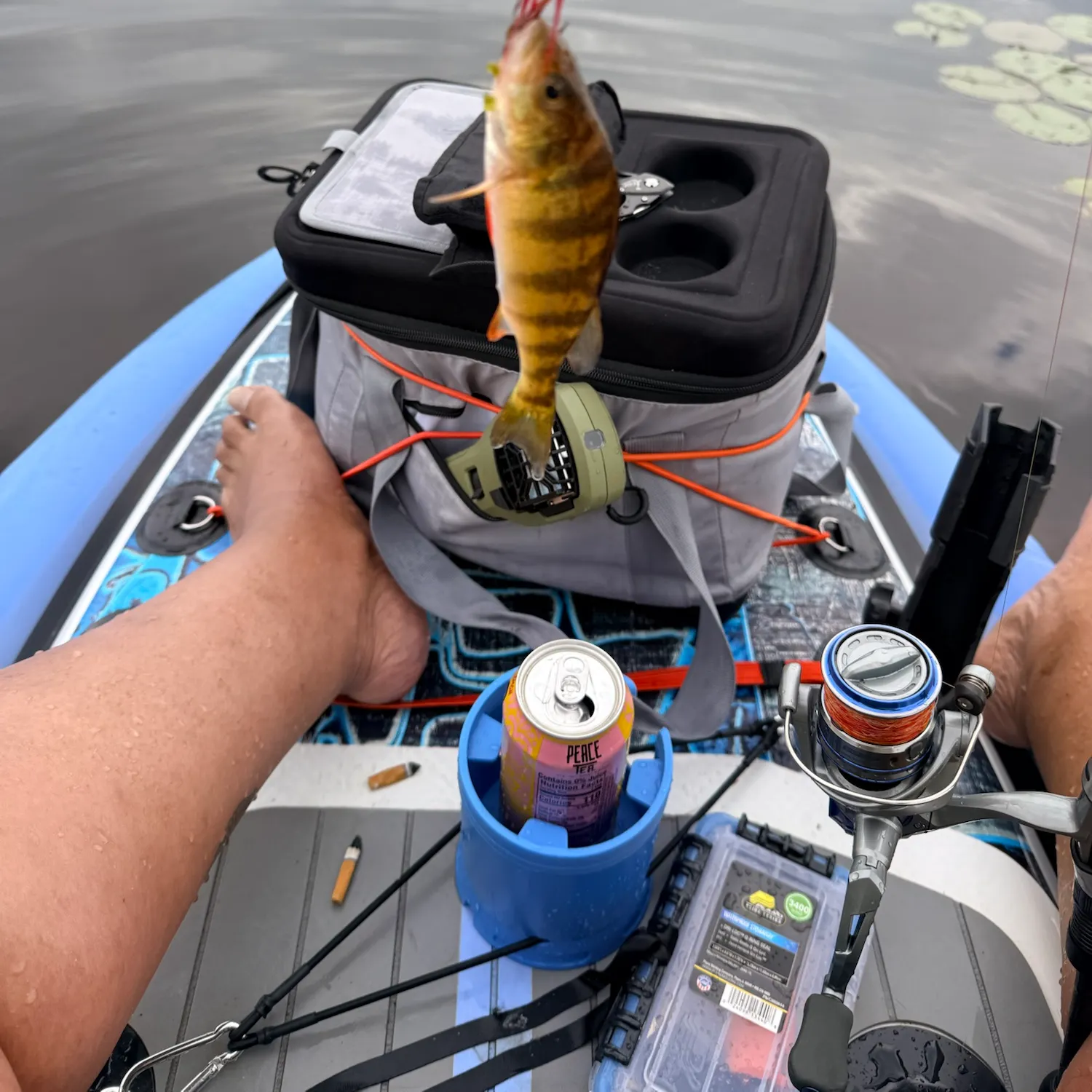 Yellow perch caught on Fishbrain