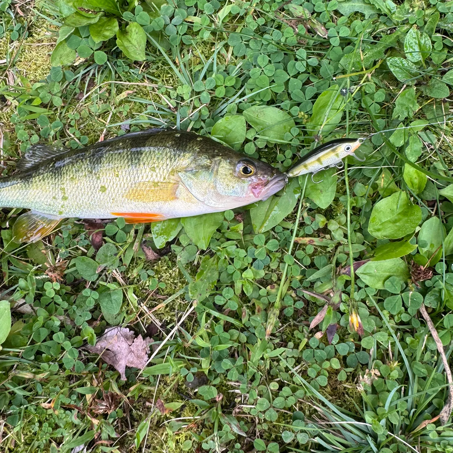 Yellow perch caught on Fishbrain
