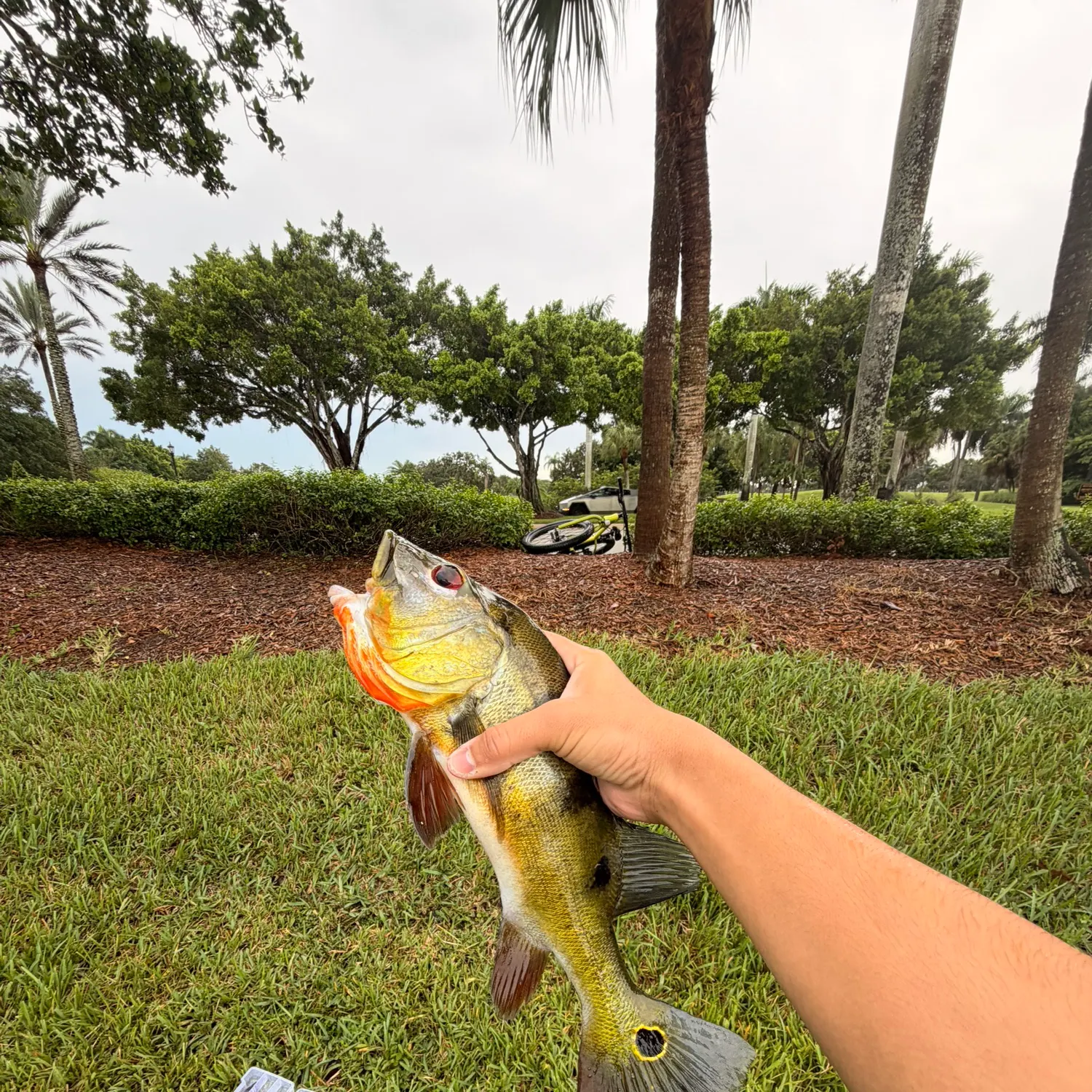 Butterfly peacock bass caught on Fishbrain
