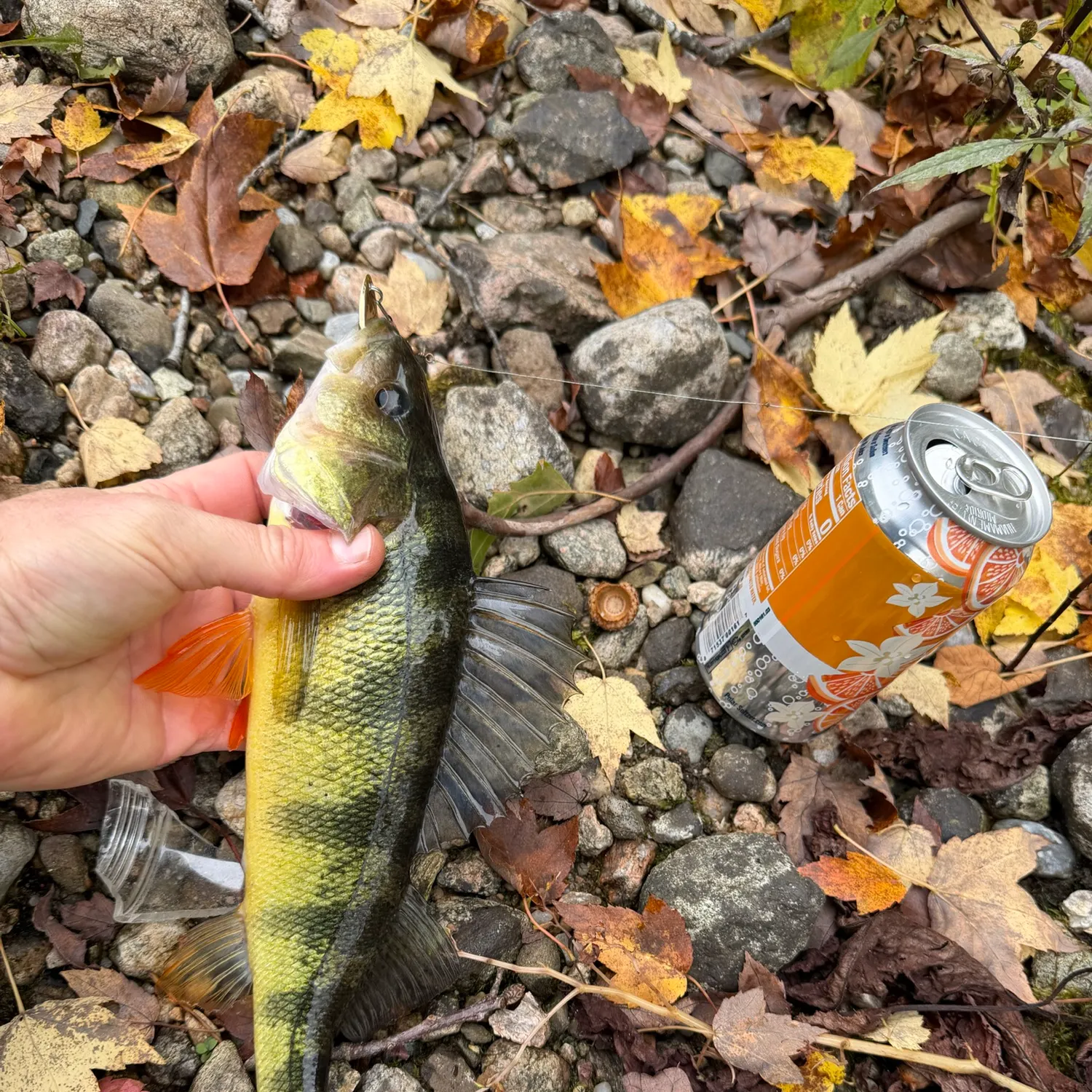 Yellow perch caught on Fishbrain