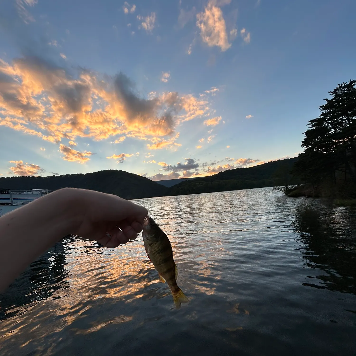 Yellow perch caught on Fishbrain