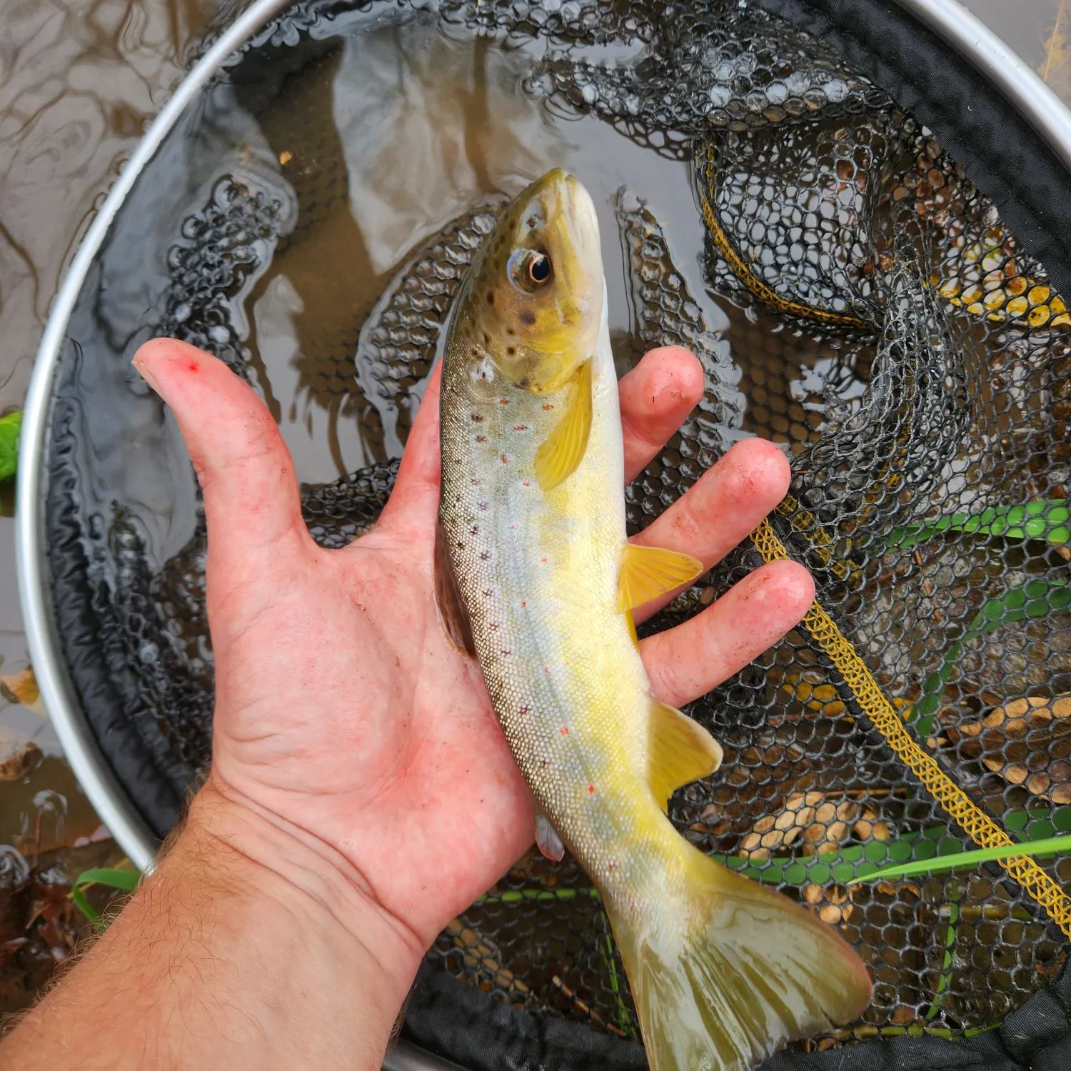 Brown trout caught on Fishbrain