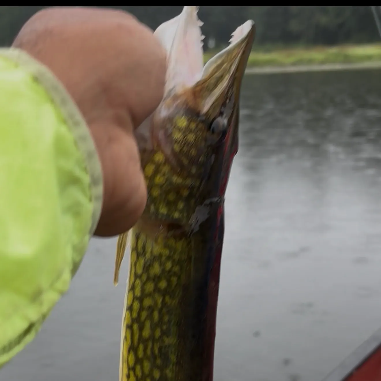 Chain pickerel caught on Fishbrain