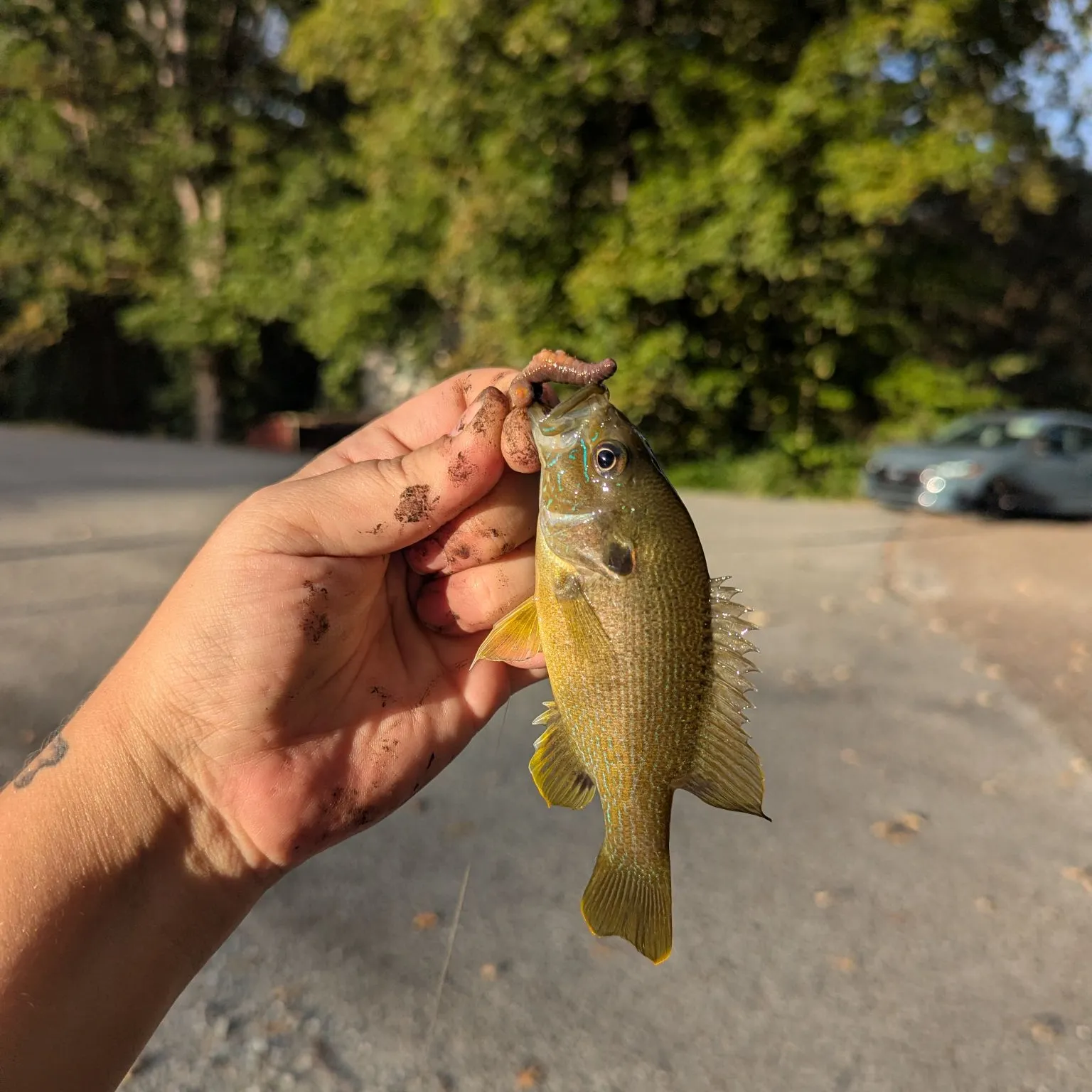Green sunfish caught on Fishbrain