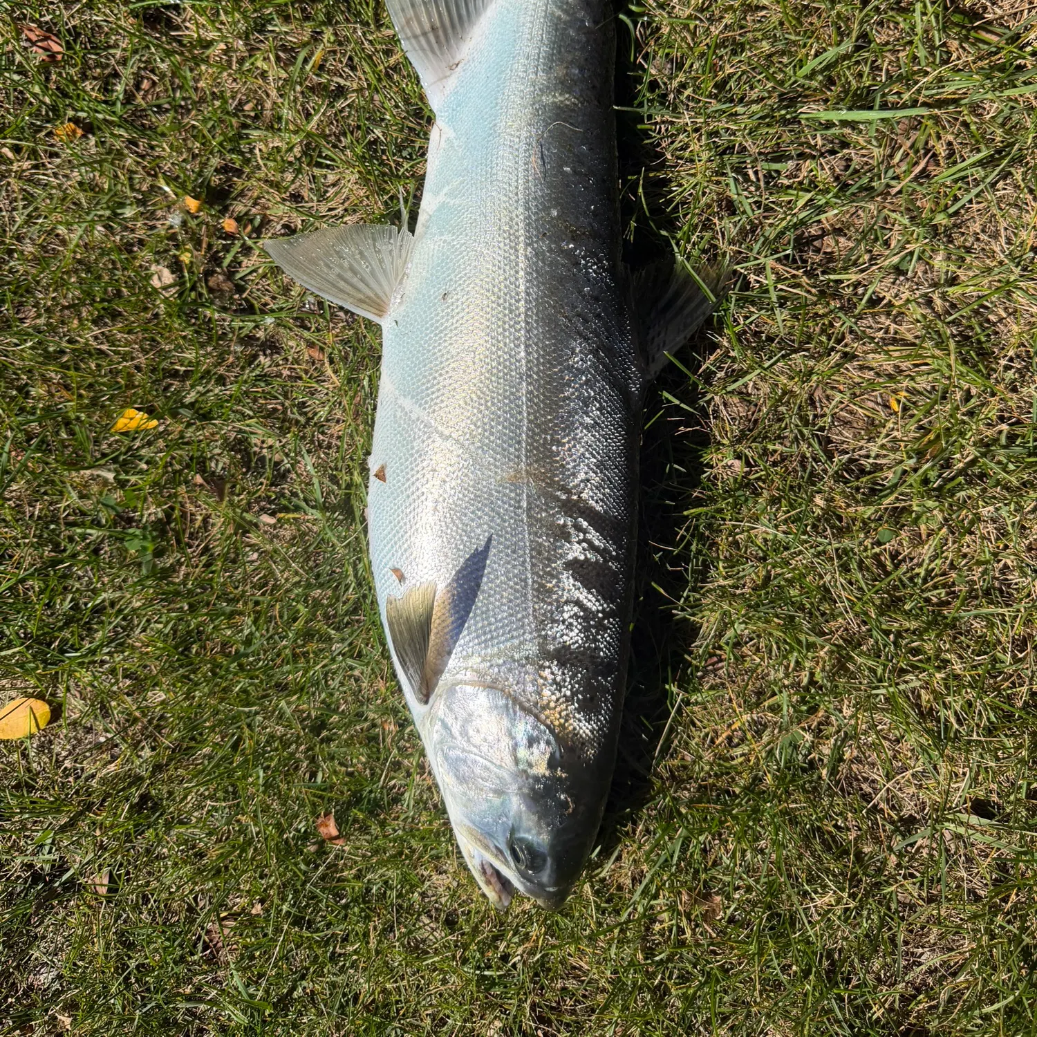 Coho salmon caught on Fishbrain