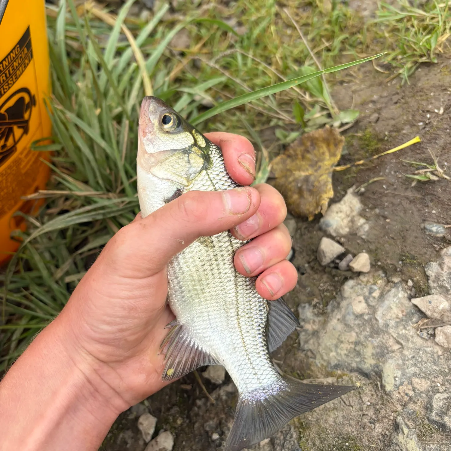 White perch caught on Fishbrain