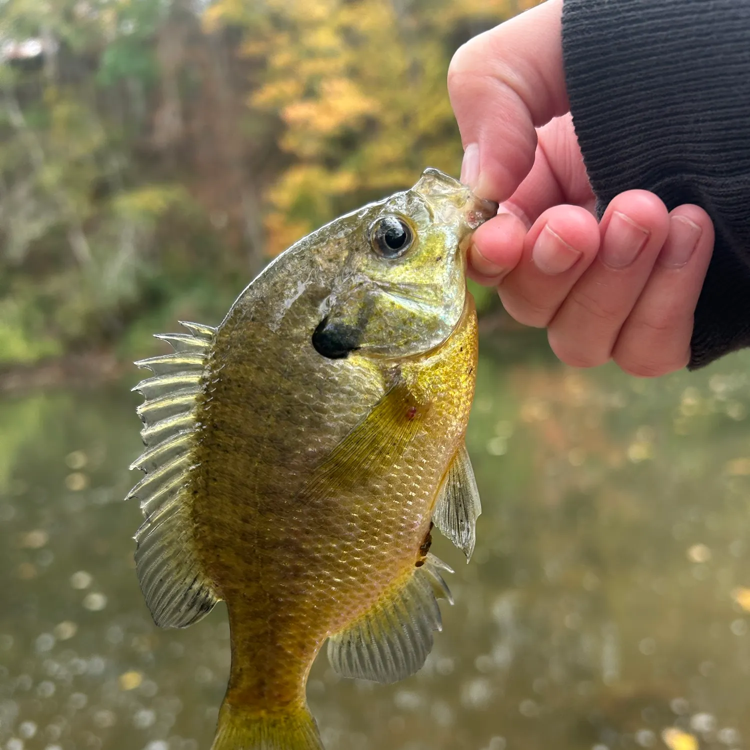 Bluegill caught on Fishbrain