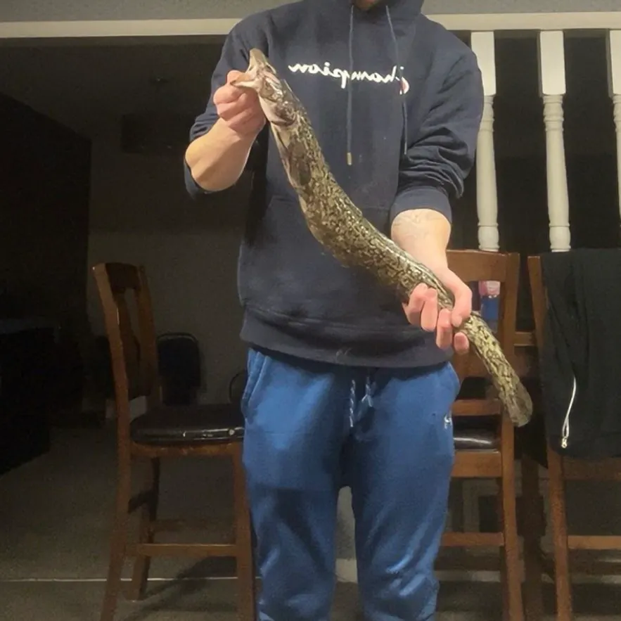 The most recent Burbot catches on Fishbrain