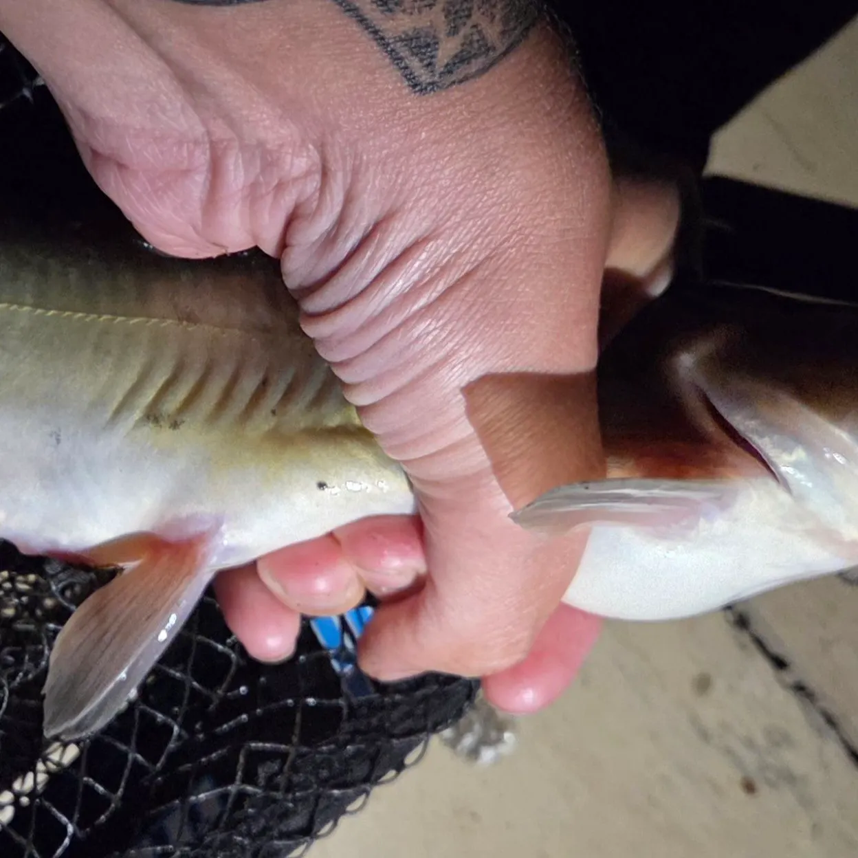 Channel catfish caught on Fishbrain